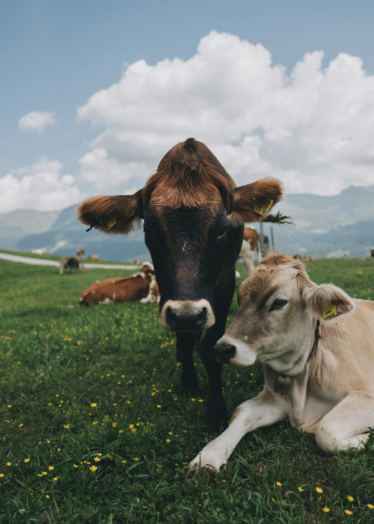 A real cow, very much grass-fed